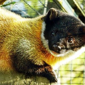 Yellow-Throated Marten