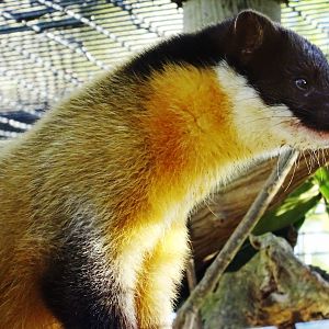 Yellow-Throated Marten