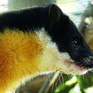 Yellow-Throated Marten