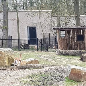 05/03/2024 Slender horned gazelle and dorcas with fowls