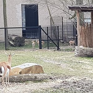 05/03/2024 Slender horned gazelle and dorcas with fowls