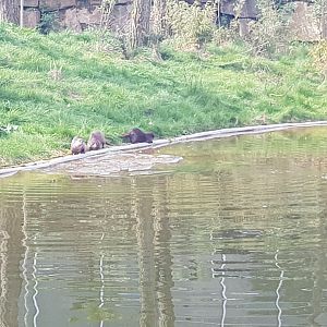 20/03/2024 Asian small claw otters