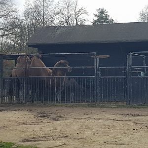 20/03/2024 Bactrian camel with calf