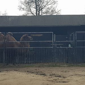 20/03/2024 Bactrian camel with calf