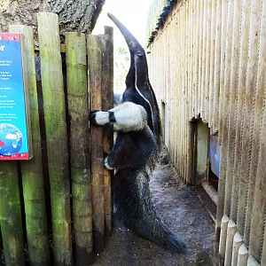 Giant Anteater climbing