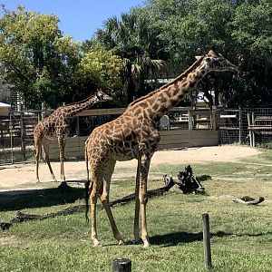 Female Masai Giraffes 3/20/24