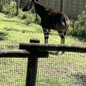 Okapi 3/20/24