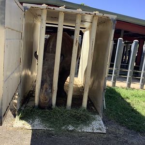 White Rhinoceros Kayin crate training for upcoming move 3/20/24