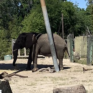 Bull Elephant Sdudla 3/20/24