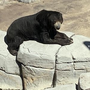 Sun Bear 3/20/24