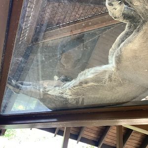 Florida Panther 3/20/24