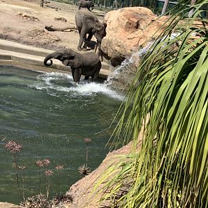Elephants swimming 3/20/24