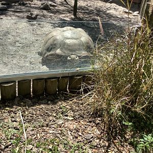 Galapagos Tortoise 3/20/24