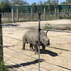 Baby rhino Mkuu 3/20/24