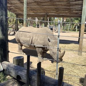 Adult white rhino 3/20/24