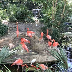 American Flamingos 3/20/24