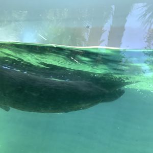 North American River Otter 3/20/24