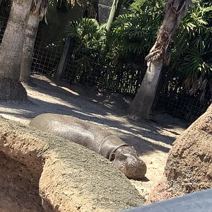 Male Pygmy Hippopotamus 3/20/24