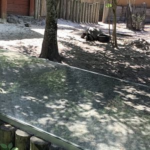 Aldabra Tortoise 3/20/24