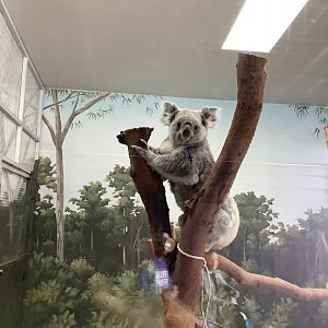 Queensland Koala 3/20/24