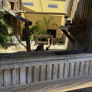 Clouded Leopard 3/20/24