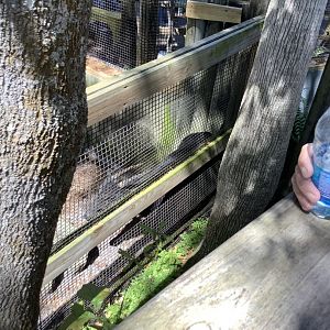 Lowland Anoa 3/20/24