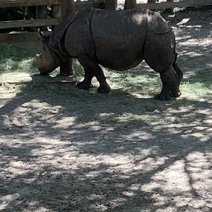 Male Greater-one Horned/Indian Rhinoceros 3/20/24