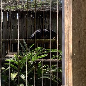 Binturong 3/20/24