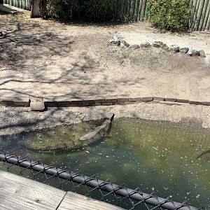 Indian Gharial 3/20/24