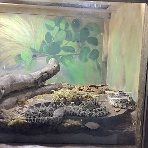 Eastern Diamondback Rattlesnake 3/20/24