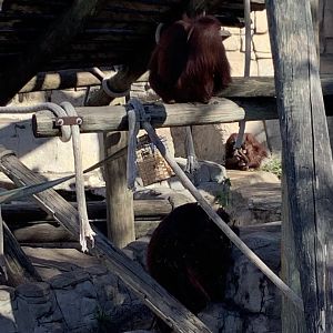 Bornean Orangutans 3/20/24