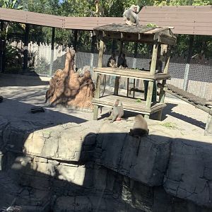 Hamadryads Baboons 3/20/24