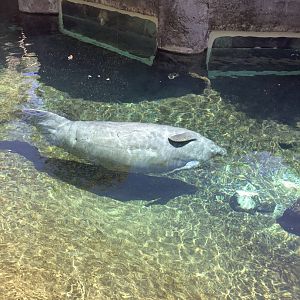 Manatee above water viewing 3/20/24