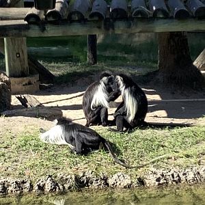 Angolan Colobus Monkeys 3/20/24