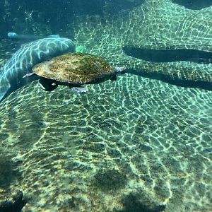 Turtle Swimming by in Manatee Underwater viewing area 3/20/24