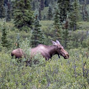 Moose - Alaska