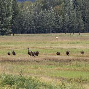 Sandhill Cranes - Alaska
