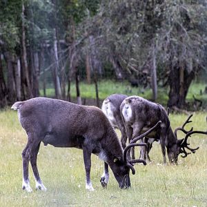 Reindeer