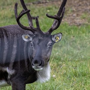 Reindeer