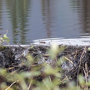 American Beaver - Alaska