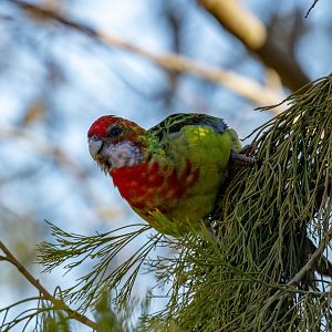 Eastern Rosella