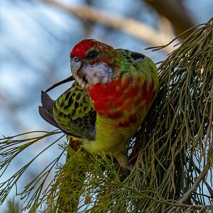Eastern Rosella