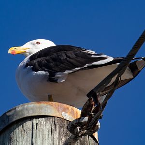 Kelp Gull