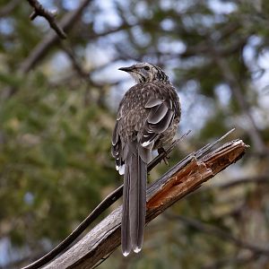 Yellow Wattlebird