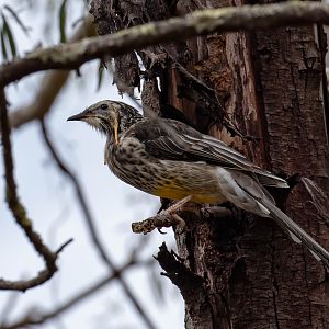 Yellow Wattlebird
