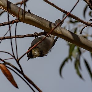 Black-headed Honeyeater