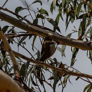 Black-headed Honeyeater