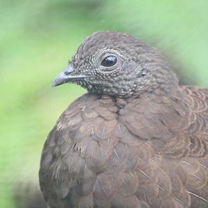 Bronze-tailed Peacock-pheasant (Polyplectron chalcurum)