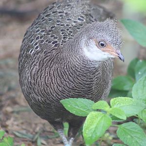 Grey Peacock-pheasant (Polyplectron bicalcaratum)