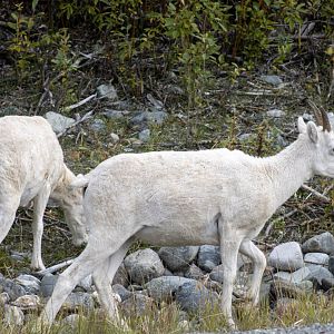 Dall Sheep